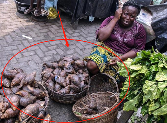 非洲小贩,能把海鲜卖出白菜价,为何蜗牛却比龙