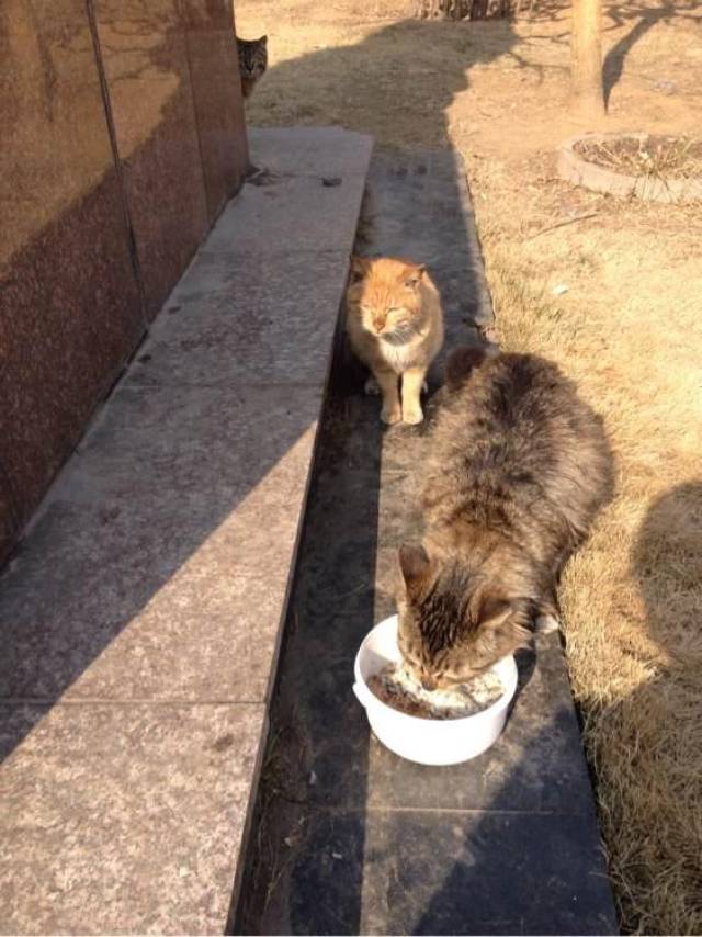 喂了单位的一群流浪猫,虽然不曾和我亲近过,但是我还是特别开心