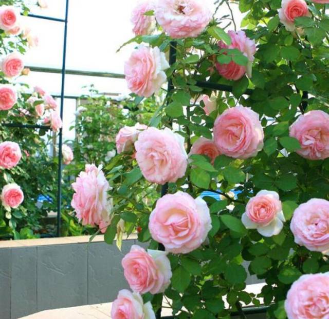 8招教你怎样养活月季花(图1) 8招教你怎样养活月季花(图1)