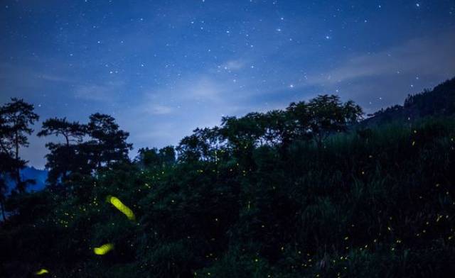 最美丽的"灯火" , 是夏夜山村里闪烁的萤光