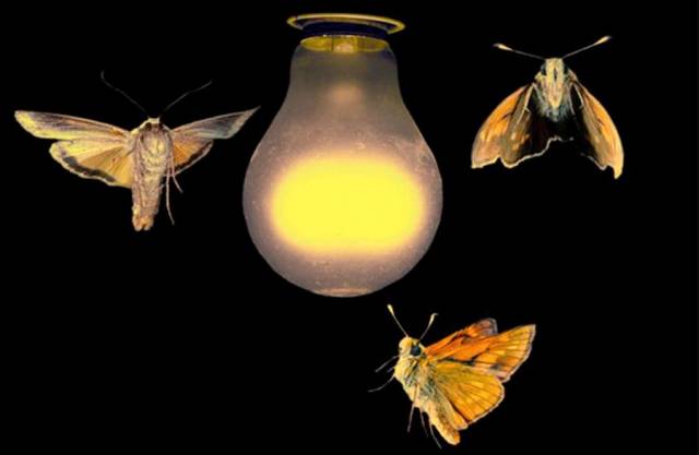 飞蛾扑火的爱情 d68ff72773444ff3bc66dbd016355143.jpeg