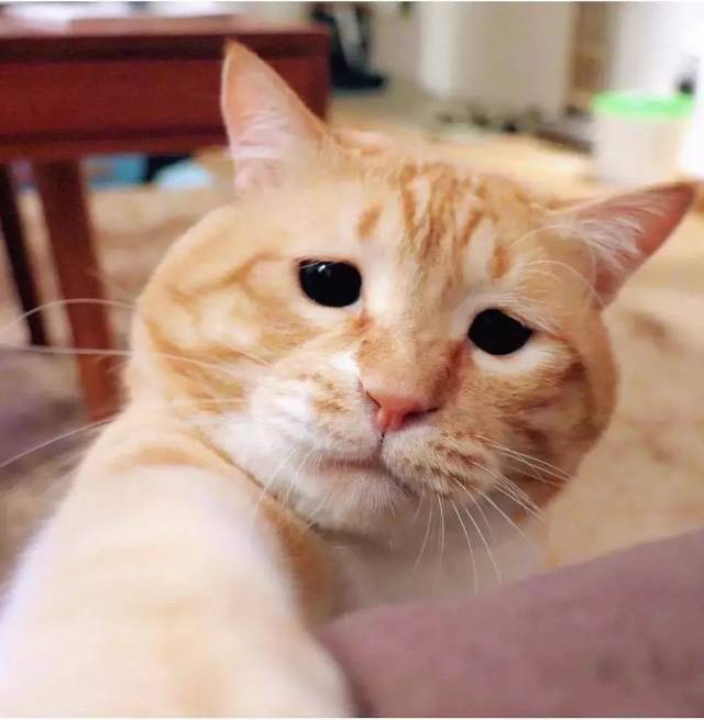 橘猫:满脸都写着高兴……个屁!