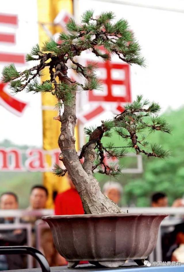 胡乐国大师亲授"高干垂枝"法松树盆景的制作