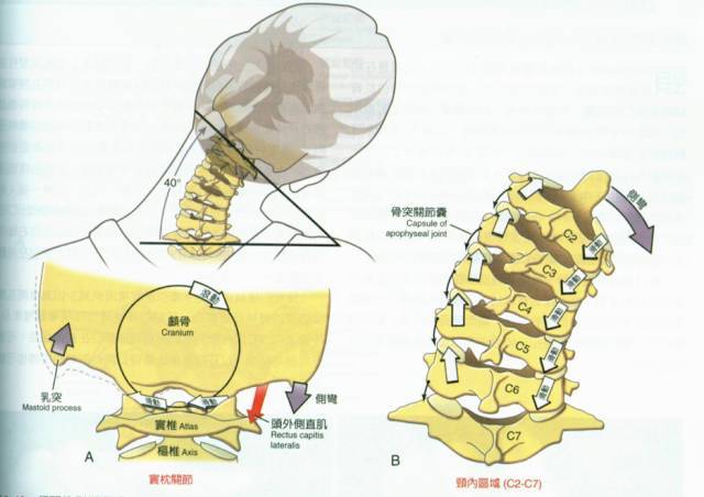 颈椎肌动学基础与评估