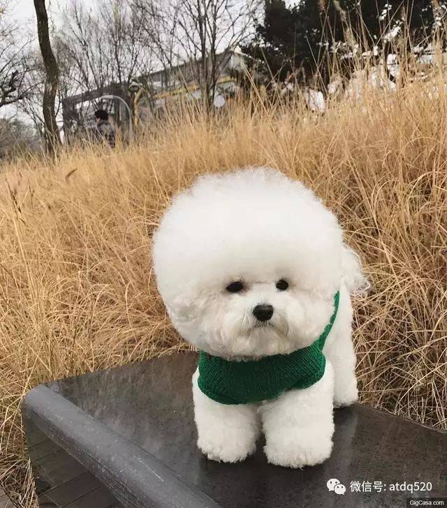 傻傻惹人疼,这只比熊犬无辜表情萌得不要不要的