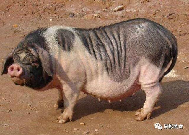 中国顶级名猪大赏
