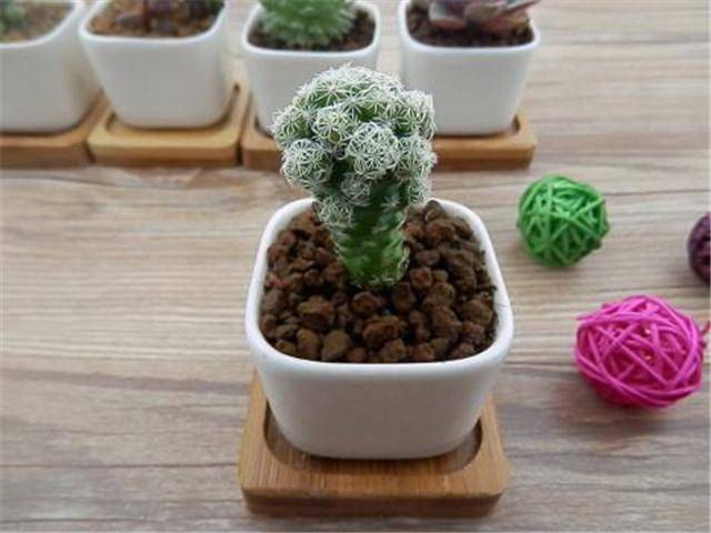 多肉白鸟要想长得快,学会这个方法,白鸟生的又胖又圆!