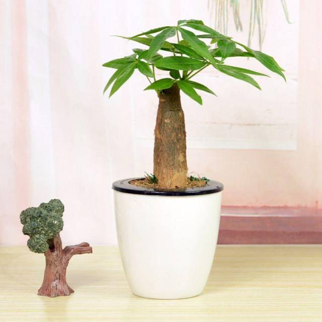 新装修的房子,就养这几种植物,除甲醛效果超好!