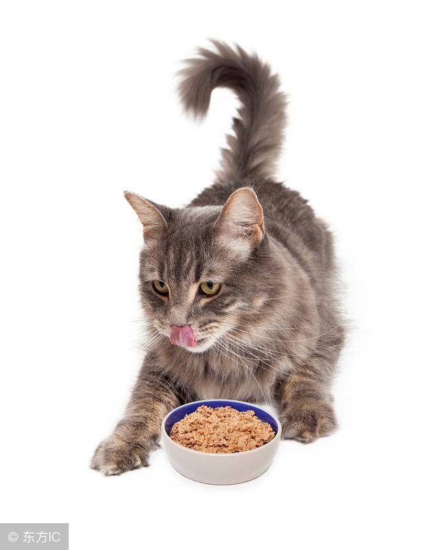 猫咪突然不吃饭,原来原因是这些!