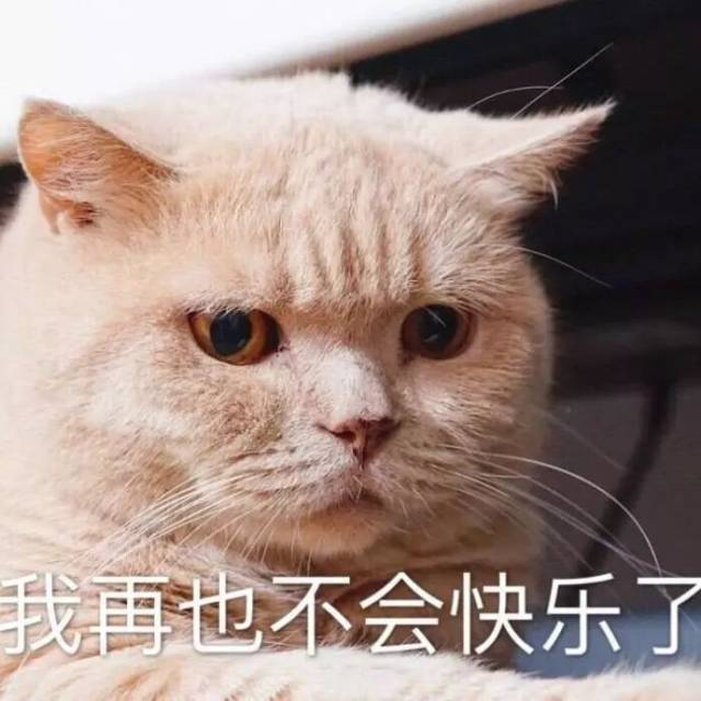 斗图日常:喵咪可爱表情包