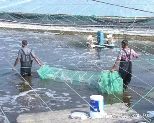 田序远的虾场,一年可以养殖对虾2-3季,每年产虾30万斤,产量远远高过不