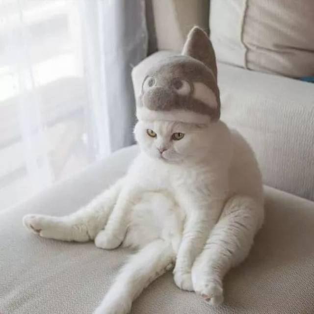日本爆火的猫毛帽,这也太可爱了吧!