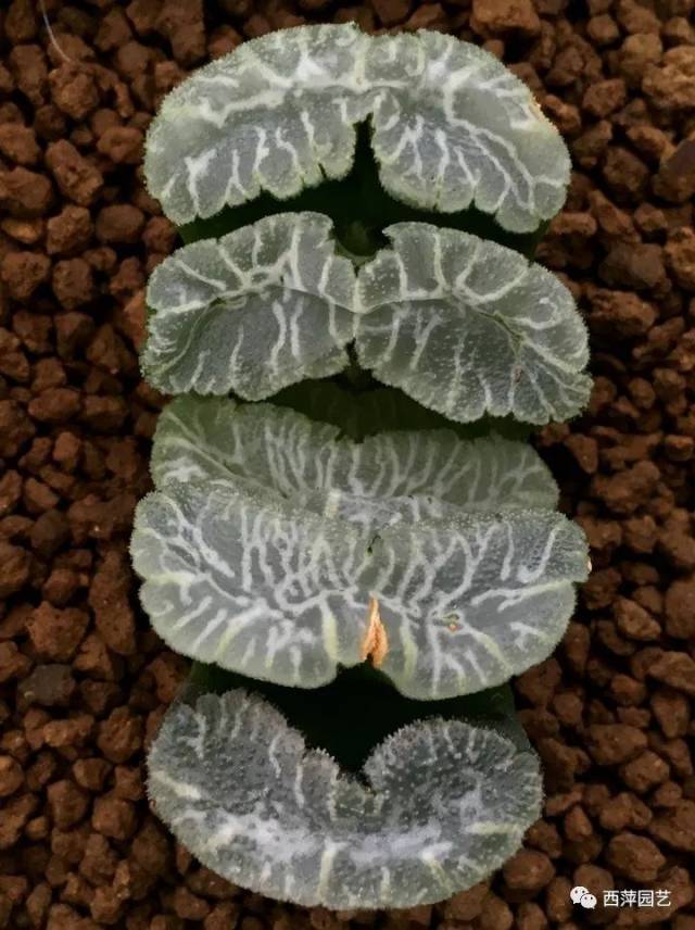 玉扇-虞姬