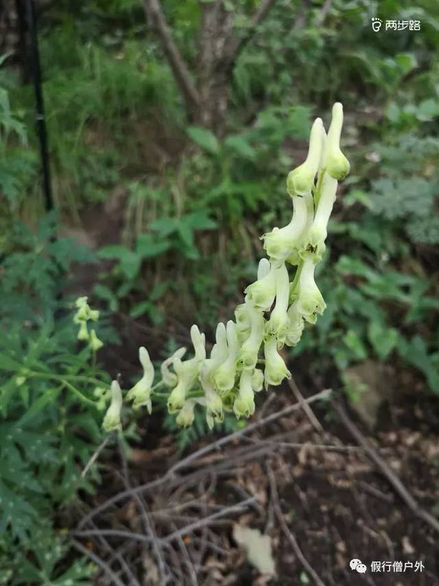 弓箭劲射百草甸,黄安逍遥百花山