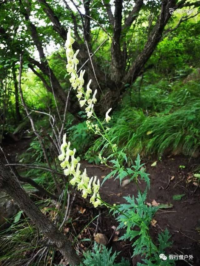 弓箭劲射百草甸,黄安逍遥百花山