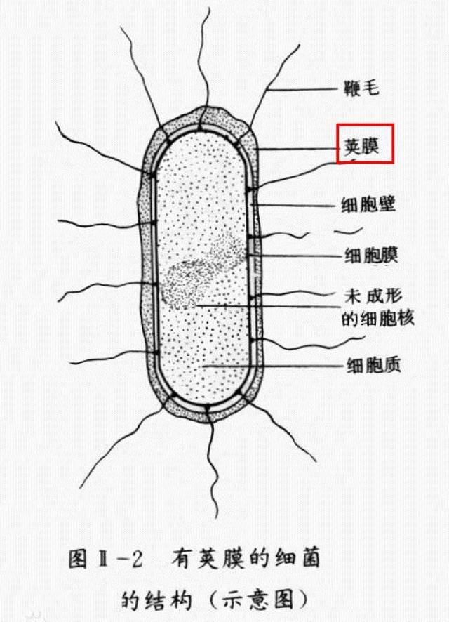 这种在生物课本里 看到的枯燥杀菌 更厉害的是 肺炎链球菌在战斗的