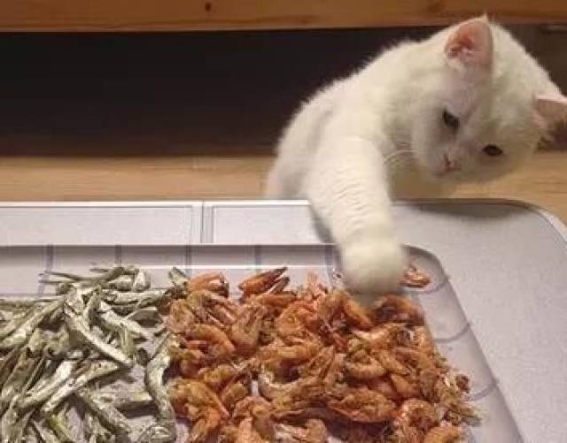贪吃小猫连橘子都不放过,主人愤怒之下拍照曝光,小猫脸都红了!
