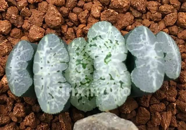 这里拿玉扇来举例,比如:守冰,写乐,荒矶,这几株植物的品种名都叫做