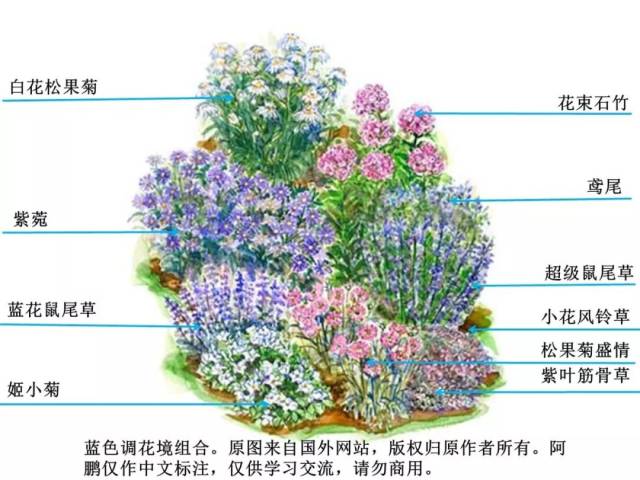 blue garden 如何打造蓝色主题花境和花园?