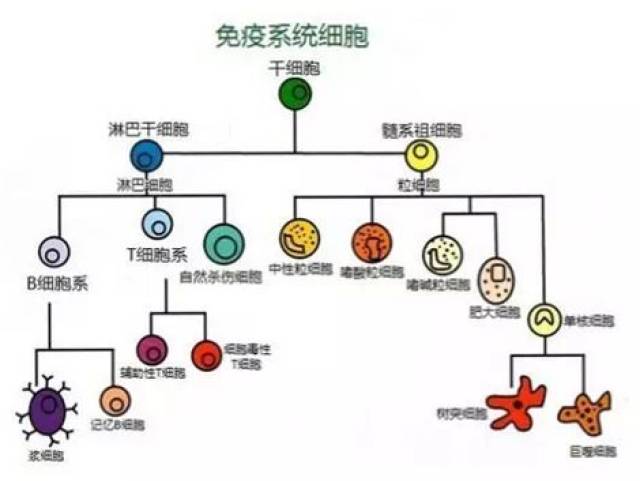 人体内的免疫细胞来源于骨髓中的造血干细胞,由造血干细胞分化而成的