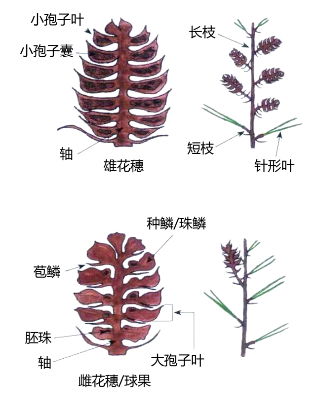 单双子叶区别 茎 根的类型 花穗 裸子植物 花 禾本科 花 兰科 花的