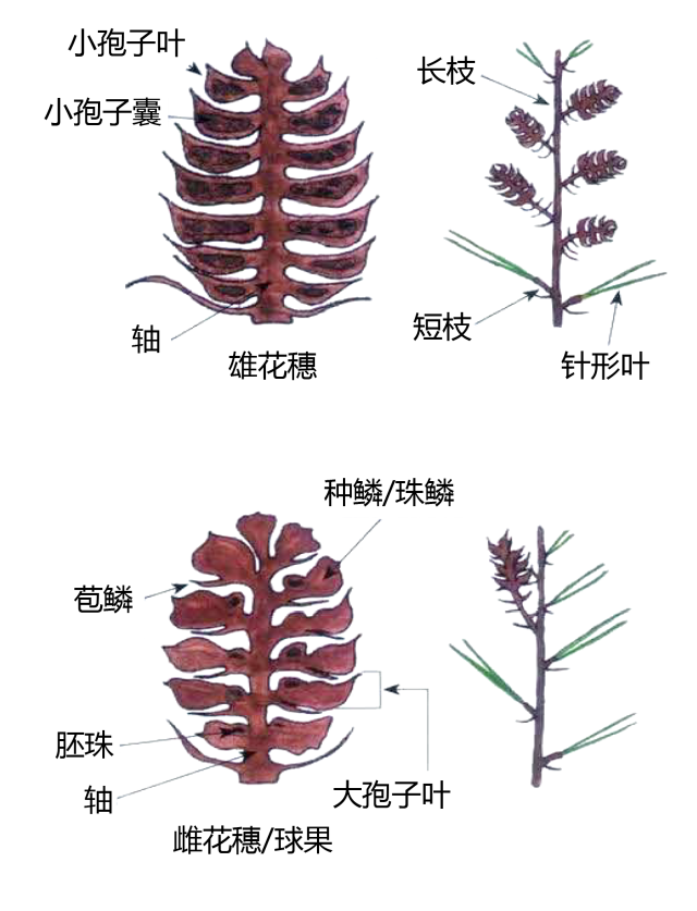 史上超全的植物形态术语系列图片,果断收藏!