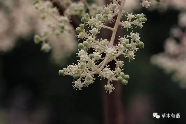 楤木:美食?药用?欣赏?