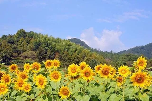 黄山周边这些向日葵花海,随手一拍都是大片.