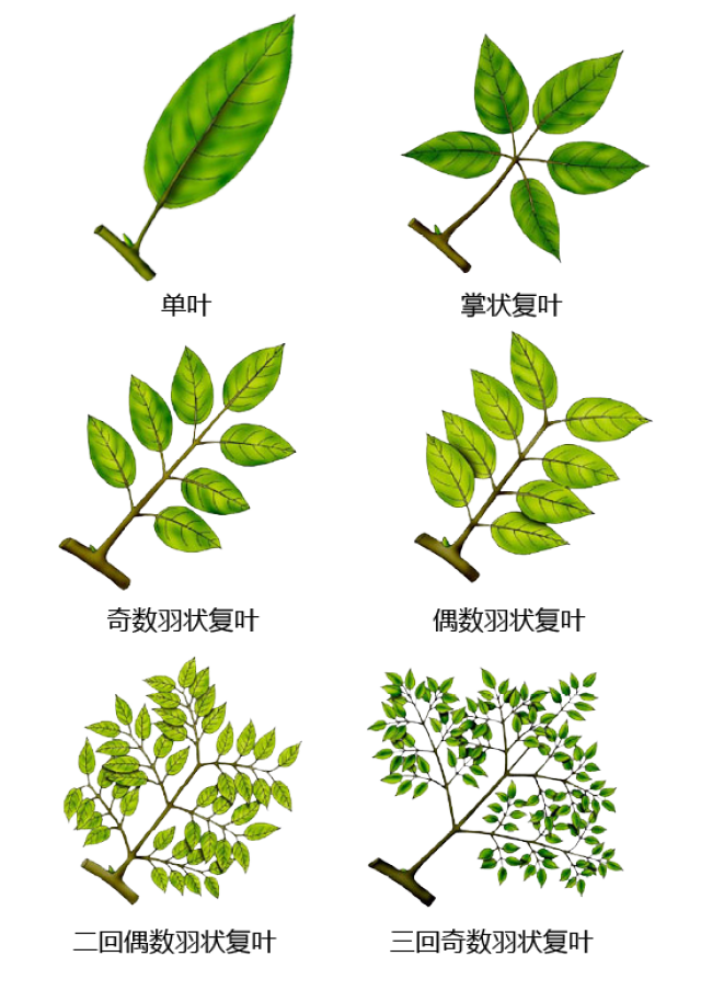 史上超全的植物形态术语系列图片,果断收藏!