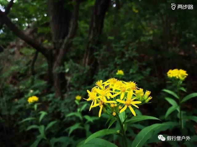 弓箭劲射百草甸,黄安逍遥百花山