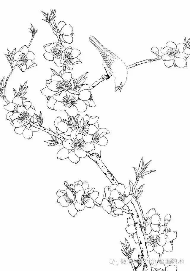 工笔桃花画法与线描画谱