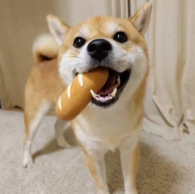 狗鼻子除了非常灵敏之外,竟然还有这些“特异功能”..