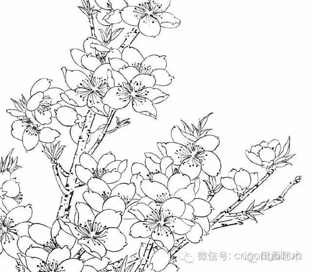 工笔桃花画法与线描画谱