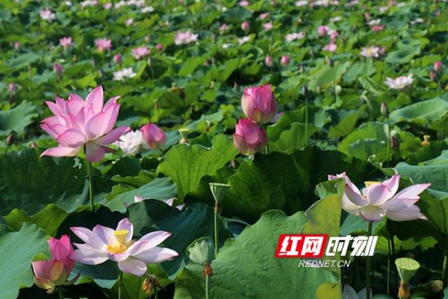 【改革开放四十年】安乡仙桃村:水窝子里筑起来的美丽乡村