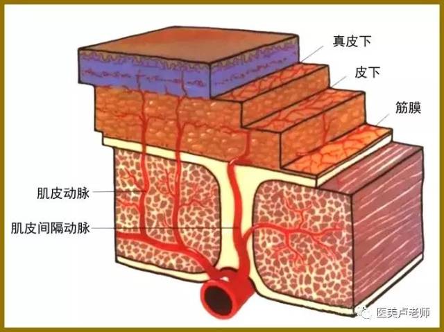 面部解剖的三个基本规律