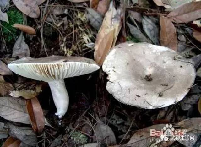 白蘑菇也有毒?近日,陇南两人误食这种蘑菇中毒.