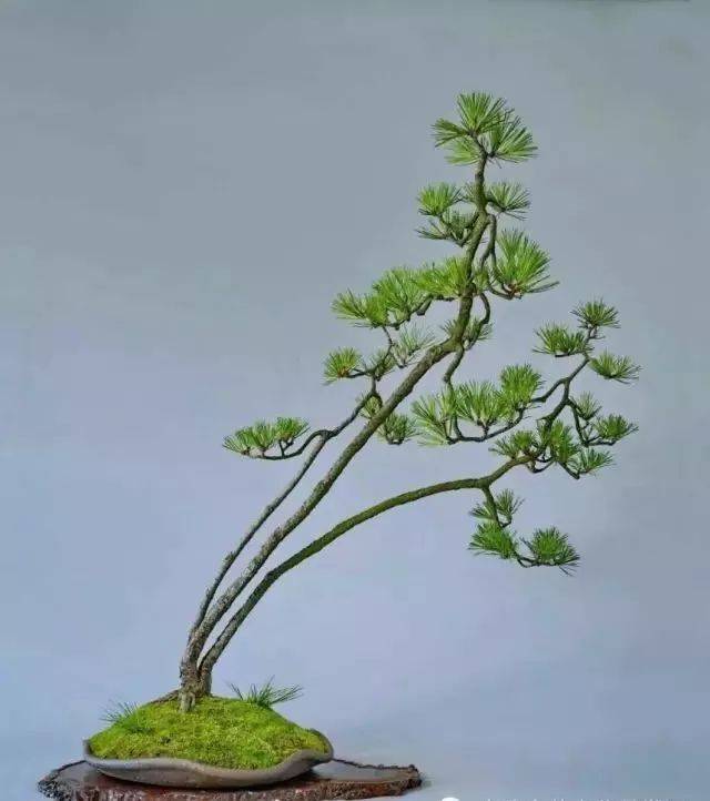文人树制作,赵庆泉盆景大师作品精选
