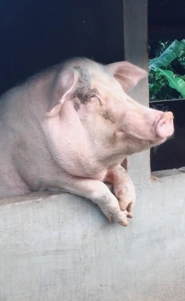 ʲô¶»˯