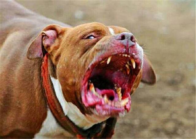 最凶猛的狗vs最大的狼 比特犬打得过北美大灰狼吗?