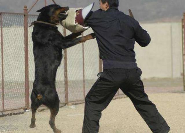 罗威纳犬 凶猛度的开发 你不服不行