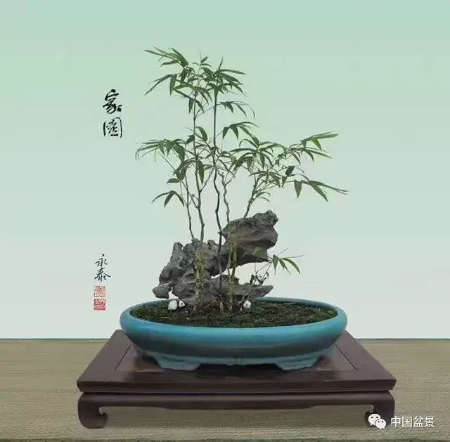 竹子盆景欣赏及其矮化技巧