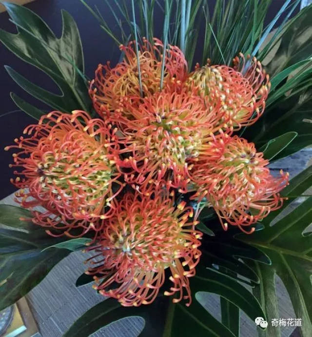 针垫花是因为花朵盛开时像插满了针的针垫而起的名,也是因为长的像针