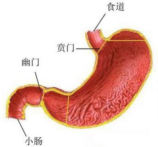 人到养生时——关于胃的一些,你不知道的健康小知识