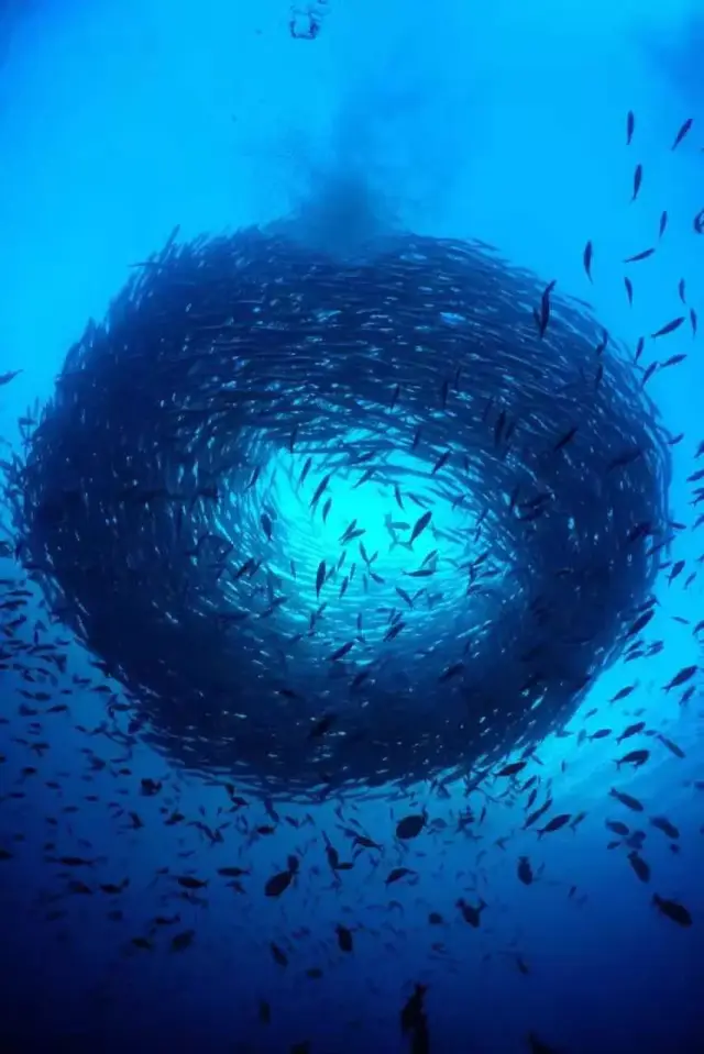 马拉图的海狼风暴