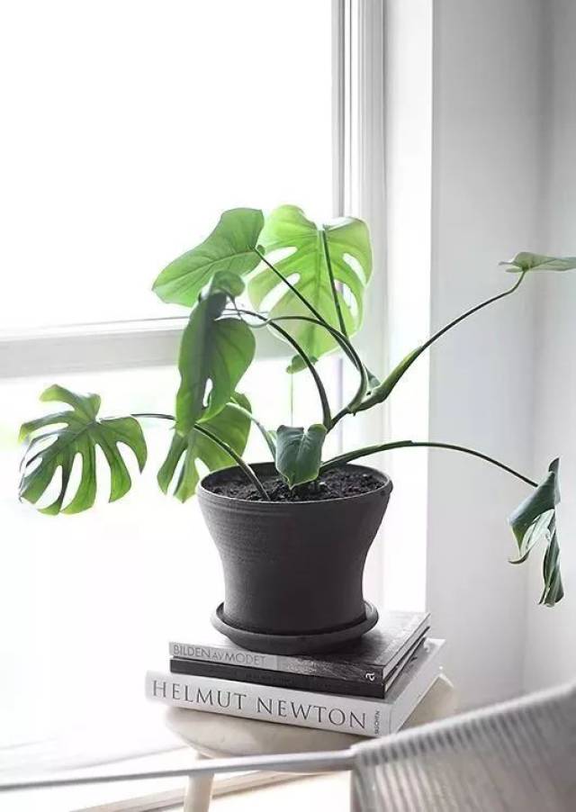 那些网红绿植长啥样?