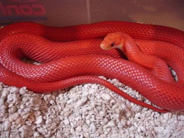 美艳温顺的玉米蛇