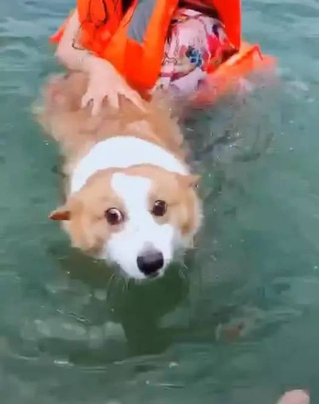 柯基第一次下水,泳池里的人笑得合不拢嘴,汪:我不会游泳啊!