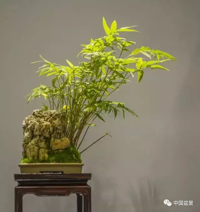 竹子盆景欣赏及其矮化技巧