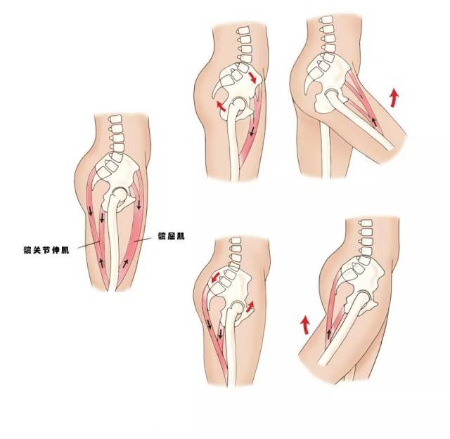 髋屈肌和臀部肌肉的运动关系