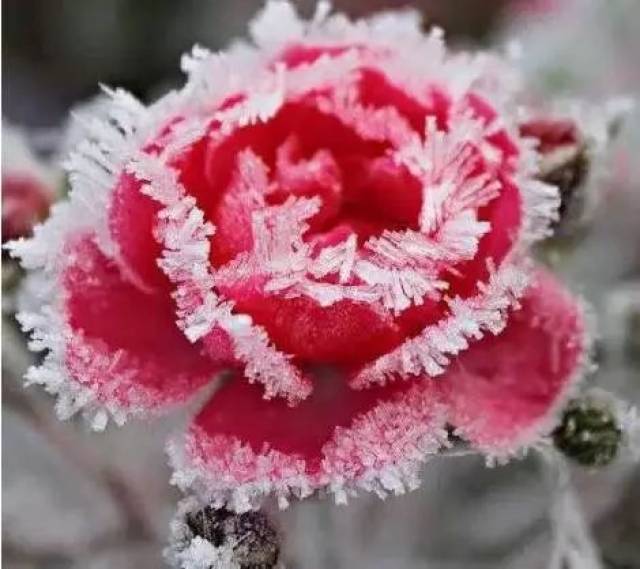 心理测试:4朵冰雪玫瑰,哪朵最美测你潜意识里是什么样子